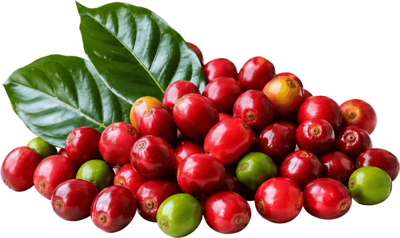 Cultura: Café